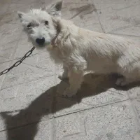 سگ پاکوتاه|سگ|زنجانرود, |دیوار