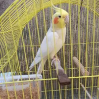 عروس هلندی