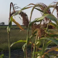 خرید جارو کیلوی و هکتاری