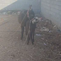 الاغ ماده وکره