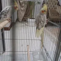 عروس نر و ماده رام دستی چلوندنی