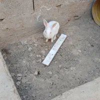 خرگوش نر