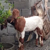 بزکل|حیوانات مزرعه|جیرفت, |دیوار