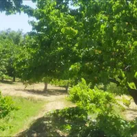 باغ میوه  به متراژ   ۶۰۰۰ متر|فروش زمین و ملک کلنگی|تهران, خلیج فارس|دیوار