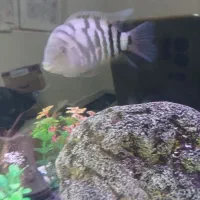 آکواریوم ۸۰ سانتی و ماهی|ماهی|پرند, فاز ۶|دیوار