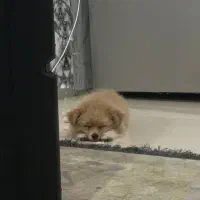 سگ میکس پامرین