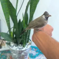 جوجه قناری
