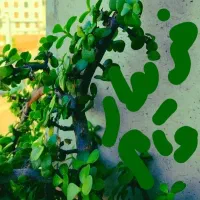 گل طبیعی عکس هارا ببینید