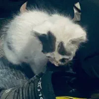 واگذاری بچه گربه
