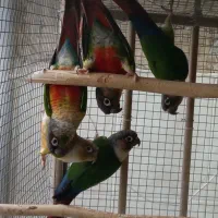 معاوضه گرینچیک با ملنگو
