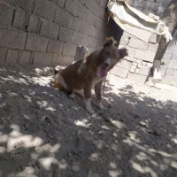 سگ سراب قدیم