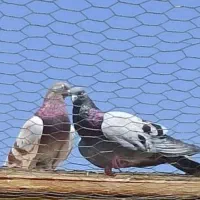 کبوتران پرشی بالای ۸ ساعت|پرنده|تهران, آذربایجان|دیوار