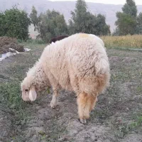 فروش یک رآس بره نر  شیری پروار.. بازدید دره شهر|حیوانات مزرعه|دره شهر, |دیوار