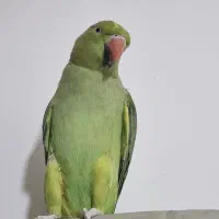 طوطی ملنگو