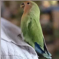 گم شده