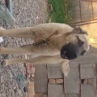 توله سرابی ۴ ماه