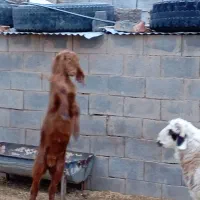 نر بز جوان وشرور الپاین