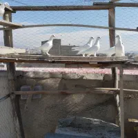 کبوتر|پرنده|تبریز, |دیوار