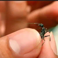 حیوان خونگی