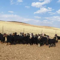 بز داشتی ایل|حیوانات مزرعه|سنندج, |دیوار