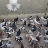 کبوتر هوا میکنم جلو مشتری|پرنده|شیراز, لاله|دیوار