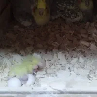 عروس هلندی. طوطی|پرنده|محمدشهر, محمدشهر|دیوار