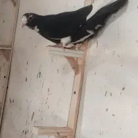 کبوتر نر پلنگ سیاه