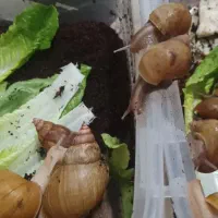 واگذاری حلزون