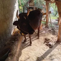 گاو چالوسی با گوساله|حیوانات مزرعه|توتکابن, |دیوار