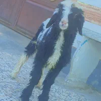 بره نر عراقی اصل خونگی