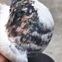 کبوتر|پرنده|شاهین دژ, |دیوار