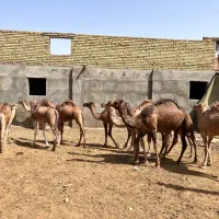 شتر کشتاری و داشتی|حیوانات مزرعه|مشهد, مهدی آباد|دیوار