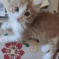 استخدام تکنسین دامپزشک