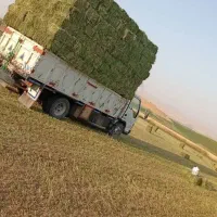 یونجه مرغوب بارگیری از سر زمین