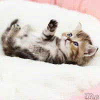 فروش گربه|گربه|تبریز, |دیوار