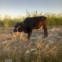 گاو نر فروش قیمت 65|حیوانات مزرعه|جلگه چاه هاشم, |دیوار