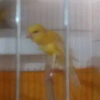 قناری رسمی بلند نر