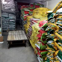 چالکود زمستانه