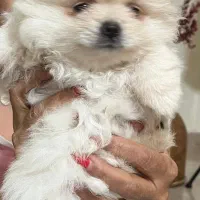 واگذاری هاپو پامر خرسی|سگ|بندر انزلی, جزیره|دیوار