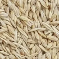 جو آبی ( رقم جلگه )