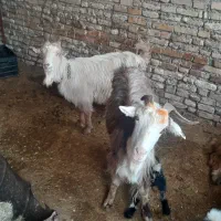 بزدرجه یک بز میانکوه