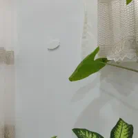 دیفن باخیا دو عدد|گل و گیاه طبیعی|فارسان, |دیوار