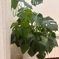 گل برگ انجیری