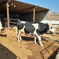 ۲ عدد گوساله نر|حیوانات مزرعه|شاهدشهر, |دیوار