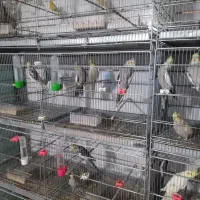 عروس هلندی فنچ سره مرغ عشق قناری کفتر|پرنده|نجف‌آباد, گلدشت|دیوار