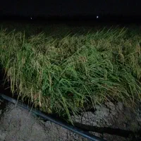 فجر سوزنی 90روزه