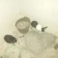 خرگوش نر و ماده