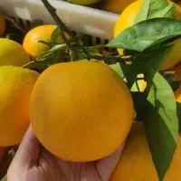 پرتقال تامسون و خونی برگی