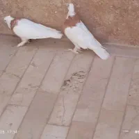 یک جفت کفتر طوقی|پرنده|قم, پردیسان|دیوار