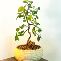 بونسای فیکوس